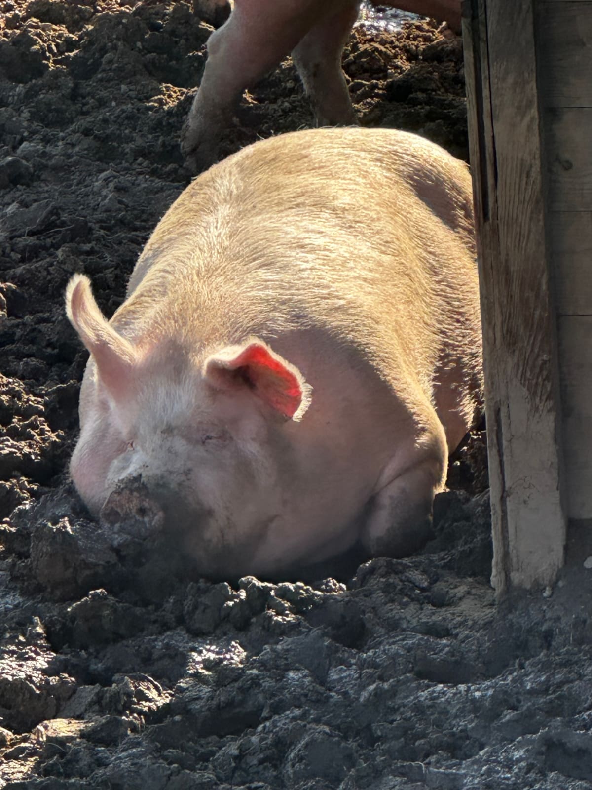 Salumificio Brizio | Liberi di muoversi e respirare