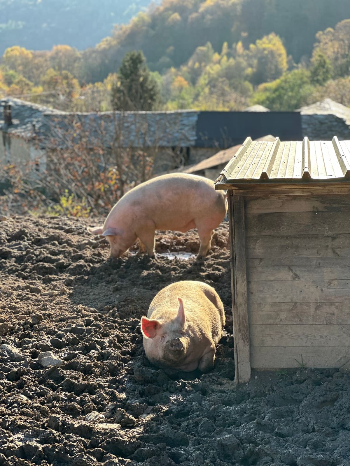 Salumificio Brizio | Il benessere prima di tutto